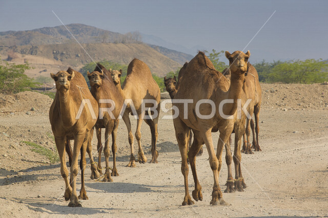 قطيع من الجمال والابل تسير في المناطق الصحراوية، تربية الجمال والإبل، المناطق الصحراوية، الطبيعة الصحراوية، محمية طبيعية، محمية برية