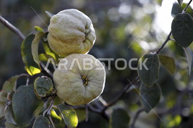 Picture of immature peach fruit, fruiting peach tree, green peach tree leaves, peach fruit