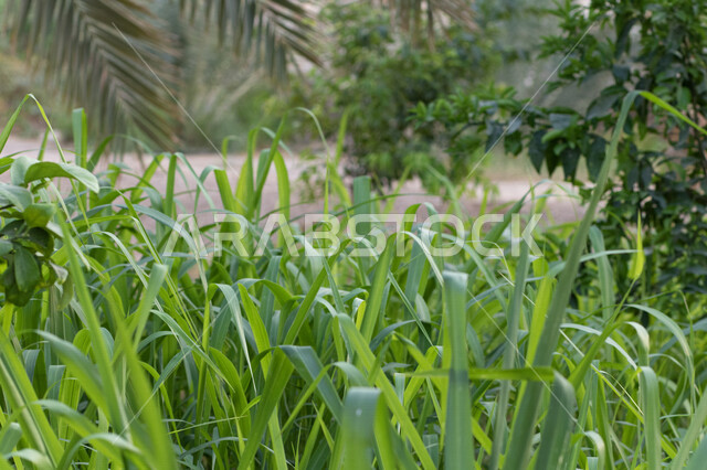 مزارع الأشجار والنباتات الخضراء، حقول زراعية، أشجار ومحاصيل زراعية، أراضي زراعية، مناظر طبيعية خلابة، محمية طبيعية لزراعة النباتات الخضراء، خلفية الطبيعة