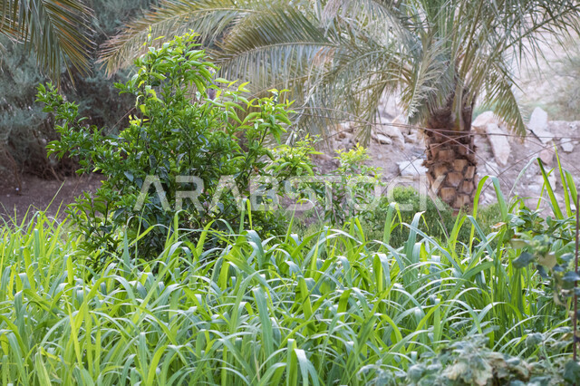 farm trees and green plants, farm fields, trees and crops, farmland, scenic landscape, green planting nature reserve, nature background