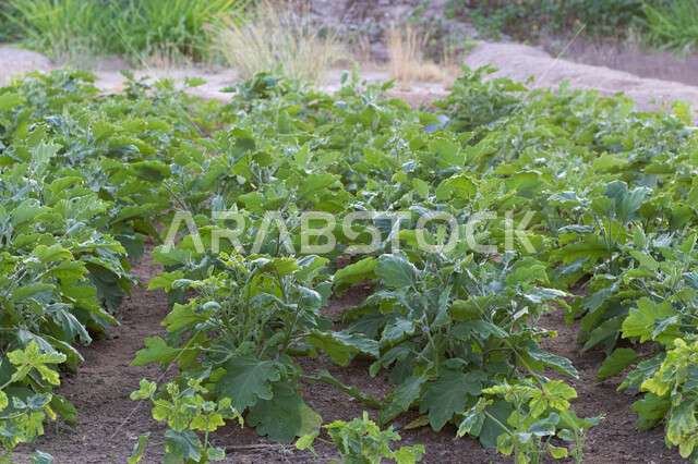 farm trees and green plants, farm fields, trees and crops, farmland, scenic landscape, green planting nature reserve, nature background