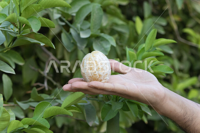 صورة مقربة ليد رجل يمسك بحبة البرتقال، الاشجار والنباتات الخضراء، ثمرة البرتقال، حمضيات، خلفية الطبيعة