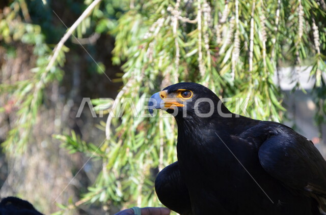 صورة مقربة لطائر العقاب الأسود ، الطيور الجارحة ، الحياة البرية ، رحلات الصيد ، تربية وتدريب الطيور الجارحة