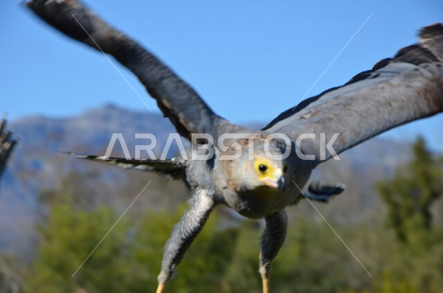 صورة مقربة لطائر النسر ، حدة البصر ، الطيور الجارحة ، الحياة البرية ، رحلات الصيد ، تربية وتدريب الطيور الجارحة