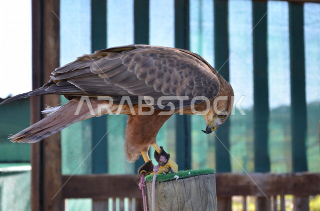 صورة مقربة لطائر الصقر، حدة البصر ، الطيور الجارحة ، الحياة البرية ، رحلات الصيد ، تربية وتدريب الطيور الجارحة