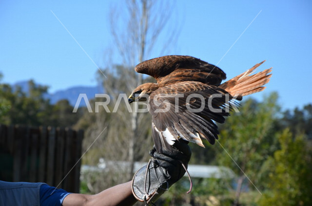 Close-up of a hawk, visual acuity, birds of prey, wildlife, hunting trips, breeding and training of birds of prey
