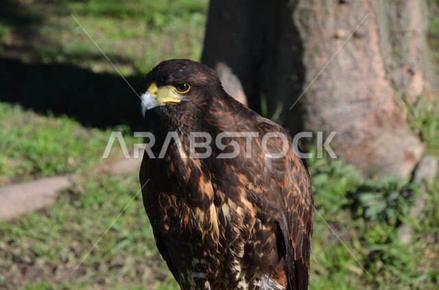 صورة مقربة لطائر الصقر، حدة البصر ، الطيور الجارحة ، الحياة البرية ، رحلات الصيد ، تربية وتدريب الطيور الجارحة