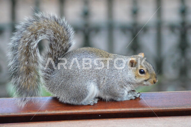 Close-up of gray squirrel, wild animals, nature reserve, squirrel background