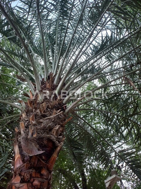 صورة من زاوية سفلية لاشجار النخيل، سعف النخيل، مزارع النخيل الخضراء، جذع شجرة النخيل، أشجار ومحاصيل زراعية، محمية طبيعية لزراعة أشجار النخيل