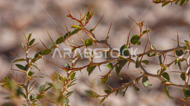 Close-up of Sidr tree, spiny tree, tree branches, green trees and plants, natural background of green tree branches