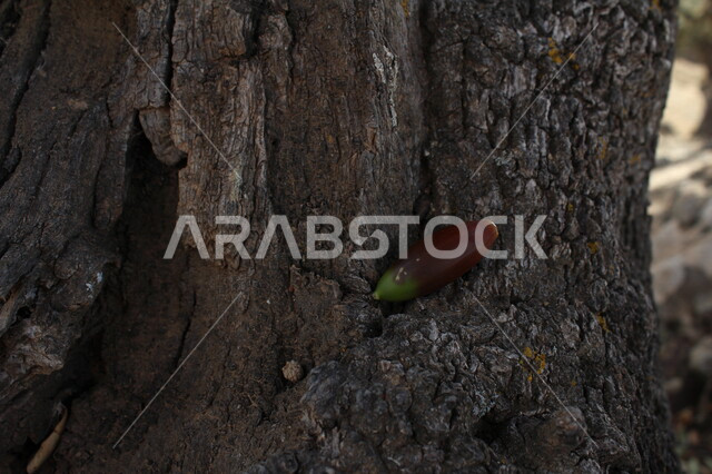 Close-up of oak tree trunk, acorn, plant roots