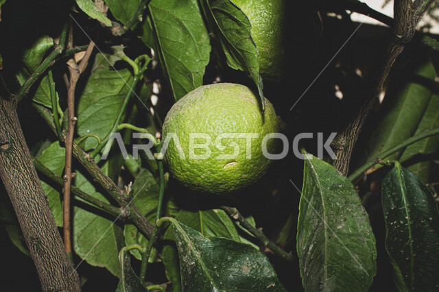 صورة مقربة لثمرة الليمون، الاشجار والنباتات الخضراء، اوراق الاشجار، محاصيل زراعية، نباتات حمضية، خلفية الطبيعة