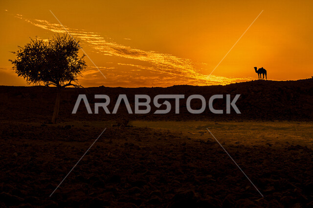 صورة ظلية لجمل يقف فوق تلة رملية في الطبيعة الصحراوية، غروب الشمس الساحر، شجرة في الاماكن الصحراوية، مناظر طبيعية خلابية، محمية برية