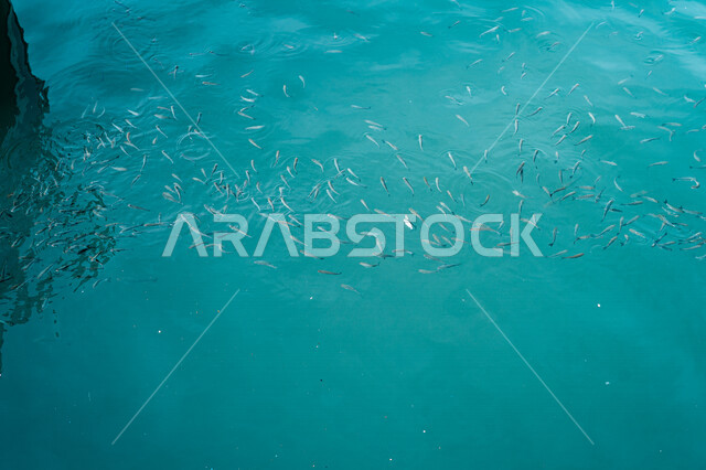 صورة للأسماك البحرية الصغيرة تطفو على سطح البحر، محمية بحرية، حوض أسماك، الثروة السمكية