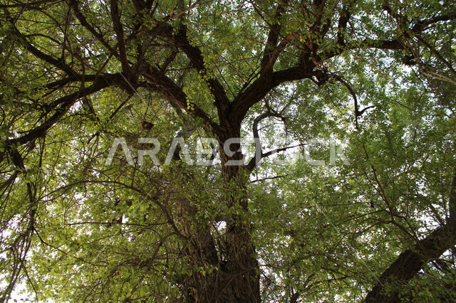 الاشجار والنباتات الخضراء، اغصان الاشجار، مناظر طبيعية، زراعة الاشجار الخضراء