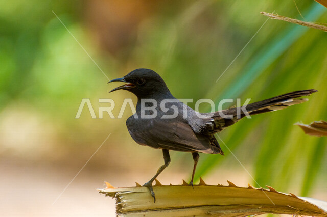 Close-up of a black bird standing on tree branches in a nature reserve in Saudi Arabia, wild birds, tree branches, wildlife, bird breeding, nature reserve
