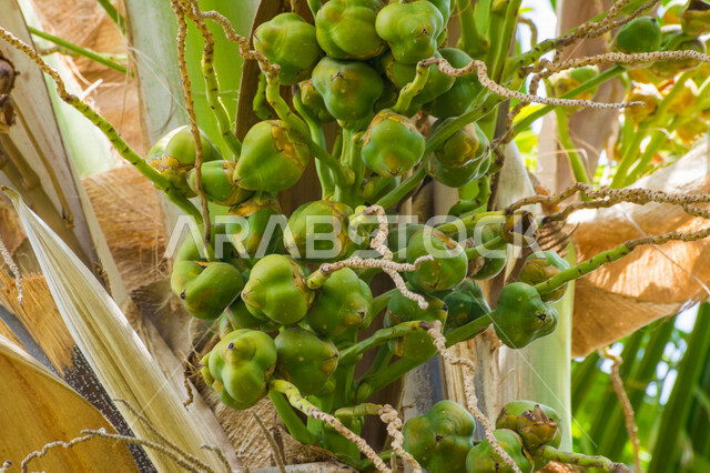 صورة مقربة لثمار جوز الهند الغير ناضجة، اشجار ونباتات خضراء، زراعة الاشجار، مناظر طبيعية، شجرة جوز الهند