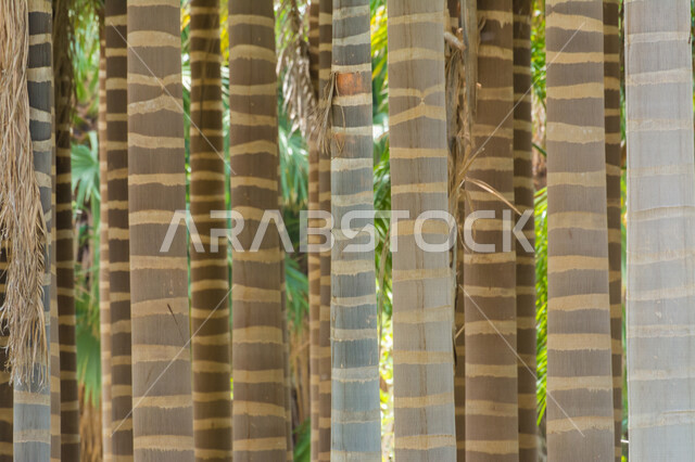 Close-up of areca catechu tree trunks, green trees and plants, areca palm farms, planting plants and trees, areca catechu palm