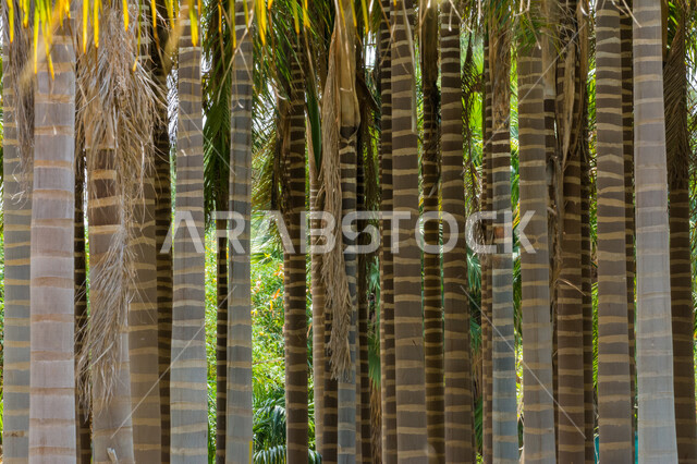 Close-up of areca catechu tree trunks, green trees and plants, areca palm farms, planting plants and trees, areca catechu palm