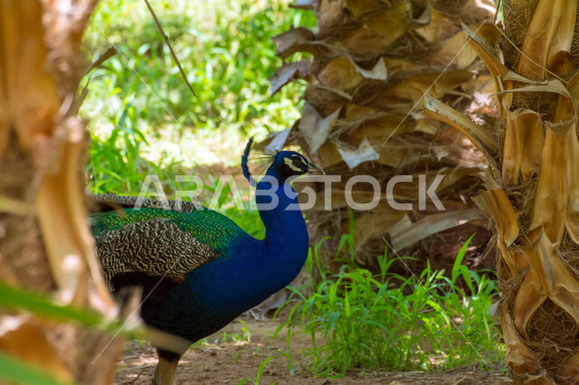 Close-up of a peacock in a nature reserve, zoo, long tail, green trees and plants, colorful peacock feathers, peacock bird background