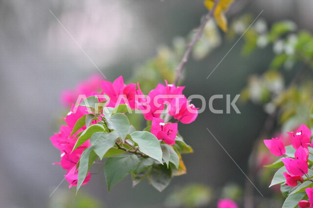 صورة مقربة لورود عطرية متفتحة، الاشجار والنباتات المزهرة، جمال الطبيعة الخلابة، زراعة الازهار والورود الطبيعية، ازهار وردية اللون، خلفية الطبيعة