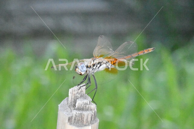 صورة مقربة لحشرة اليعسوب على غصن الشجرة، حشرة طائرة، اجنحية اليعسوب، خلفية الطبيعة