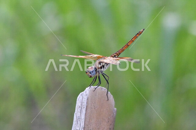 صورة مقربة لحشرة اليعسوب على غصن الشجرة، حشرة طائرة، اجنحية اليعسوب، خلفية الطبيعة