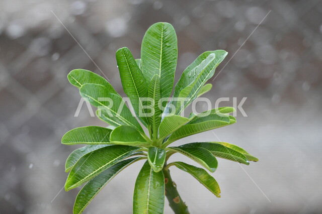 الاشجار والنباتات الخضراء، اوراق الاشجار، اغصان الاشجار، الاشجار والبناتات الطبيعية، خلفية الطبيعة