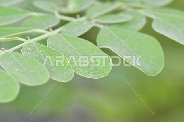 الاشجار والنباتات الخضراء، اوراق الاشجار، اغصان الاشجار، الاشجار والبناتات الطبيعية، خلفية الطبيعة