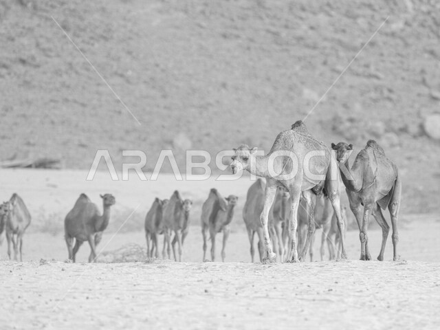 Black and white image of a herd of camels and camels in a nature reserve in the desert regions of the Kingdom of Saudi Arabia, camel and camel breeding, desert areas, desert nature, nature reserve, wild reserve