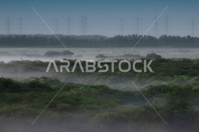 الطبيعة الخضراء ، النباتات والأشجار الطبيعية الخضراء ، البيئة الطبيعية ، المملكة العربية السعودية ، الطبيعة في السعودية، المسطحات الخضراء، جو ضبابي