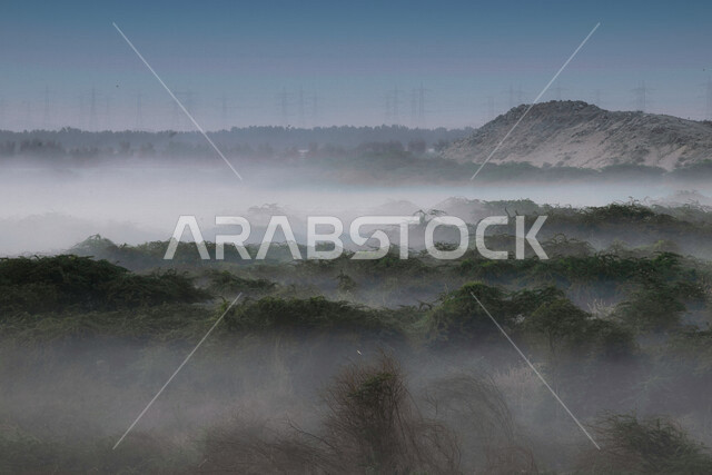 الطبيعة الخضراء ، النباتات والأشجار الطبيعية الخضراء ، البيئة الطبيعية ، المملكة العربية السعودية ، الطبيعة في السعودية، المسطحات الخضراء، جو ضبابي