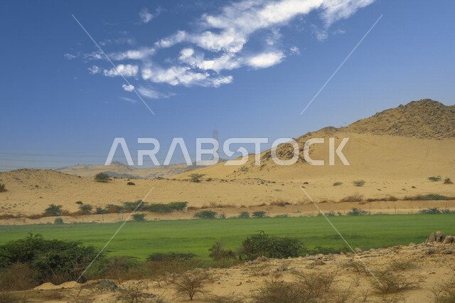 المناظر الطبيعية الصحراوية ، الأشجار الخضراء ، الطبيعة الصحراوية ، خلفية الطبيعة ، المملكة العربية السعودية