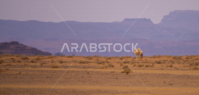 جمل في محمية طبيعية بالمناطق الصحراوية في المملكة العربية السعودية، تربية الجمال والإبل، المناطق الصحراوية، الطبيعة الصحراوية، الجبال والمرتفعات الصخرية، محمية طبيعية، محمية برية