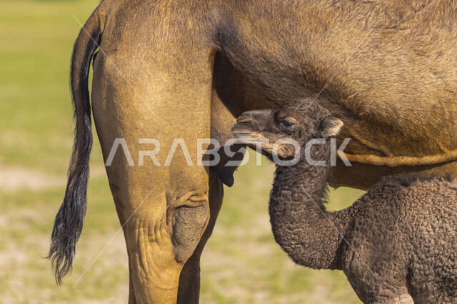 صورة مقربة لجمل يرضع صغيره في محمية طبيعية لتربية الجمال والابل، محمية برية، تربية الجمال والابل، محمية طبيعية 