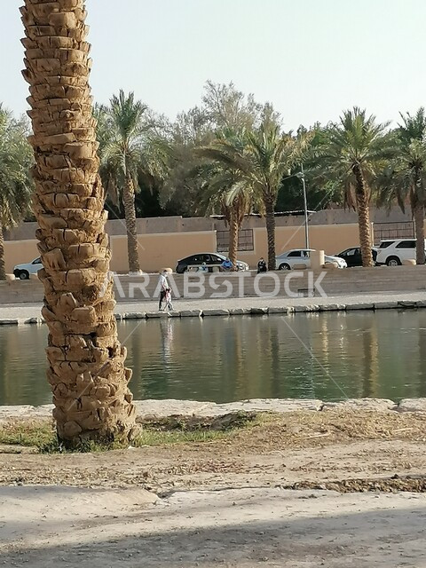 Close-up of tree trunk, green palm trees, water lake, landscape