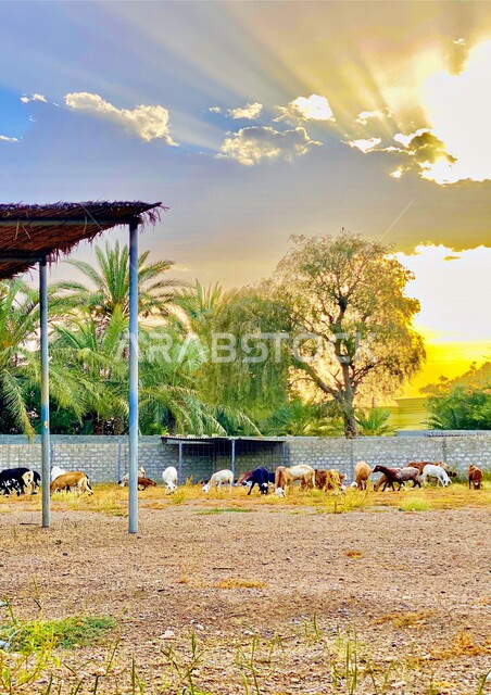 صورة لمجموعة من الحيوانات و المواشي في ولاية صحم بسلطنة عمان، محمية طبيعية، منظر الشروق الشمس في سماء عمان، الحياة البرية، خلفية الطبيعة