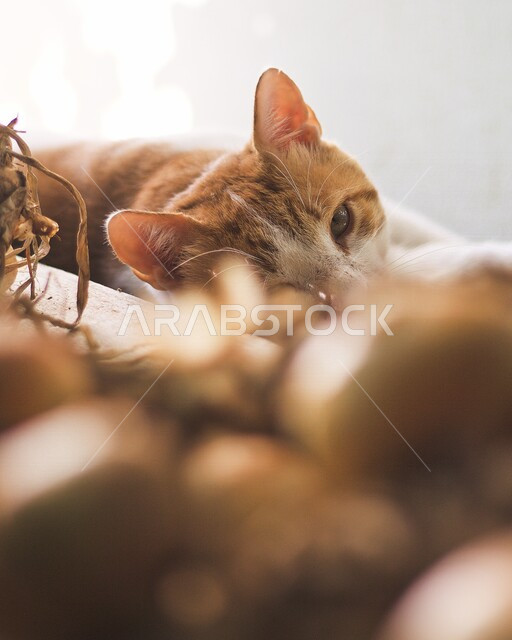 صورة مقربة لقطة نائمة، الحيوانات البرية، تربية القطط، حيوانات اليفة