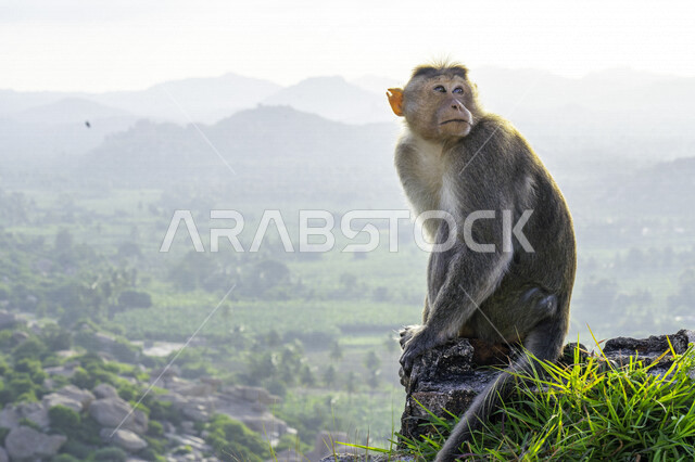 صورة لحيوان القرد في المحمية الطبيعية ، الحياة البرية ، خلفية لحيوان القرد ، خلفية الطبيعة