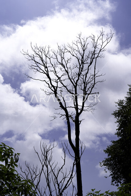 صورة لإغصان الأشجار ، أشجار جافة ، خلفية الطبيعة ، السماء الزرقاء ، أشجار زراعية خضراء ، السحب البيضاء في السماء الزرقاء