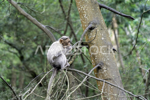 صورة لحيوان القرد يقف على غصن الشجرة ، المحمية الطبيعية ، الحياة البرية ، خلفية لحيوان القرد ، خلفية الطبيعة