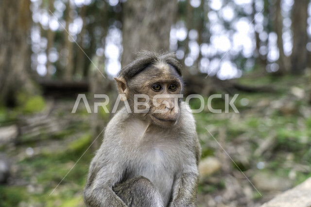 صورة لحيوان القرد في المحمية الطبيعية ، الحياة البرية ، خلفية لحيوان القرد ، خلفية الطبيعة