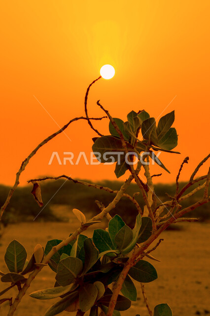 صورة مقربة لشجرة في وسط الصحراء، الاشجار والنباتات الخضراء، الطبيعة الصحراوية، غروب الشمس الساحر، مناظر طبيعية خلابة