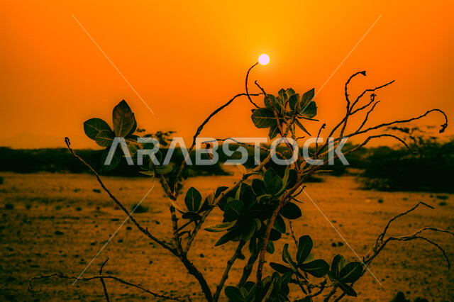 صورة مقربة لشجرة في وسط الصحراء، الاشجار والنباتات الخضراء، الطبيعة الصحراوية، غروب الشمس الساحر، مناظر طبيعية خلابة