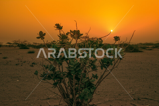 صورة مقربة لشجرة في وسط الصحراء، الاشجار والنباتات الخضراء، الطبيعة الصحراوية، غروب الشمس الساحر، مناظر طبيعية خلابة