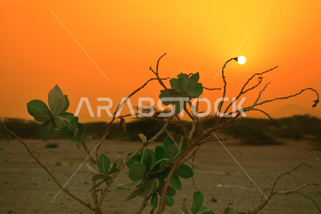 صورة مقربة لشجرة في وسط الصحراء، الاشجار والنباتات الخضراء، الطبيعة الصحراوية، غروب الشمس الساحر، مناظر طبيعية خلابة