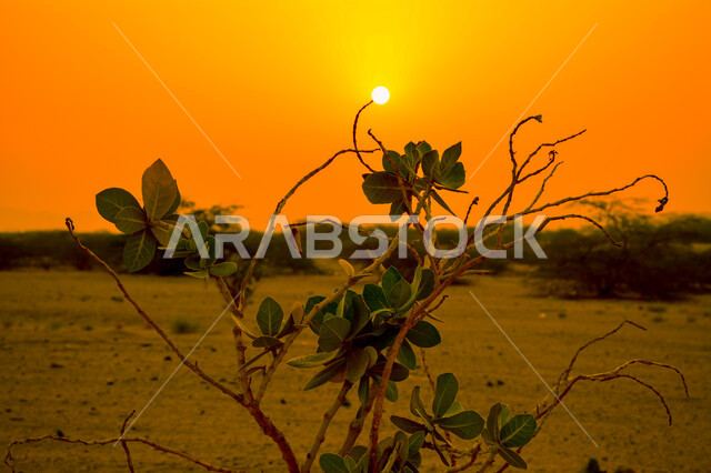 A close-up of a tree in the middle of the desert, green trees and plants, desert nature, magical sunsets, stunning landscapes