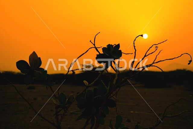 صورة ظلية لشجرة في وسط الصحراء، الاشجار والنباتات الخضراء، الطبيعة الصحراوية، غروب الشمس الساحر، مناظر طبيعية خلابة