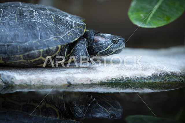 Close up of amphibious turtle, crawling animals, turtle wallpaper