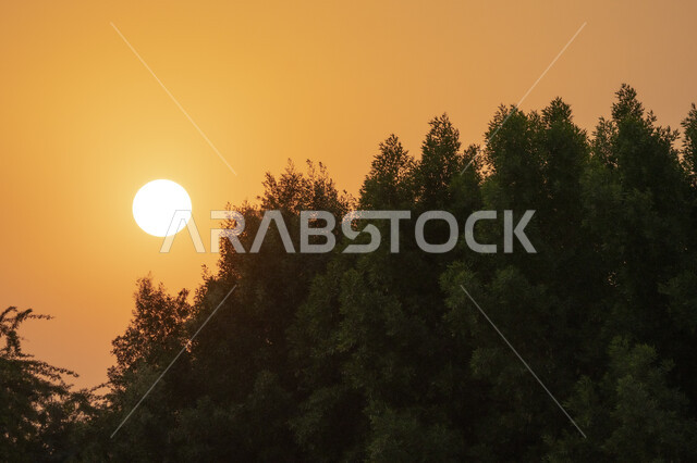 Green trees and plants, magical sunset, stunning scenery, natural wallpaper